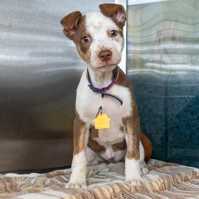 A baby small-sized female Australian Cattle Dog / Blue Heeler dog named Chiffon for adoption in St. Louis, MO