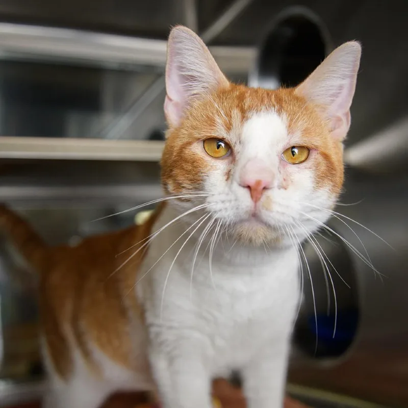 An adult medium-sized male Orange / Red Domestic Medium Hair cat named Gibby for adoption in Palm Springs, CA