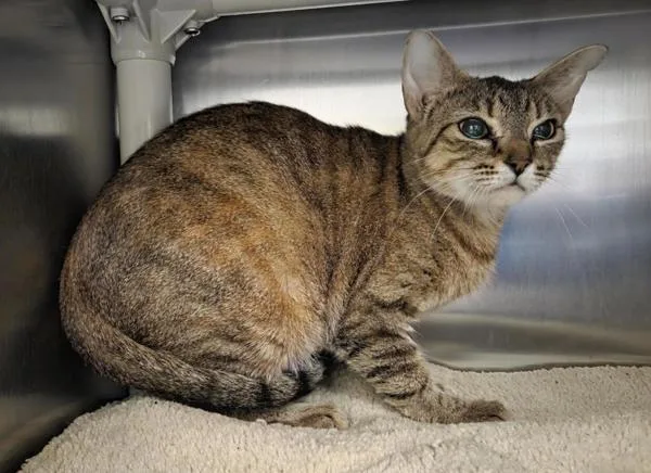 An adult medium-sized female Domestic Short Hair cat named Hathor for adoption in Vancouver, WA