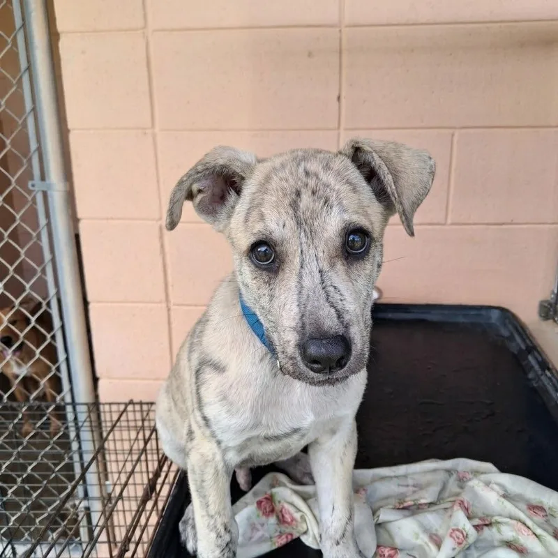 A baby small-sized male Black Mouth Cur dog named Mikko for adoption in Gautier, MS
