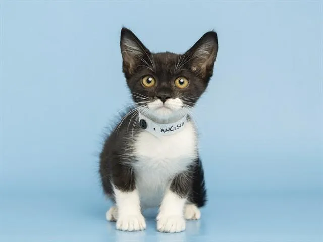 A baby small-sized male Domestic Short Hair cat named Francisco for adoption in Phoenix, AZ
