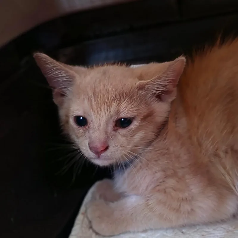 A baby small-sized male Buff / Tan / Fawn Domestic Short Hair cat named Kye for adoption in Melrose, FL