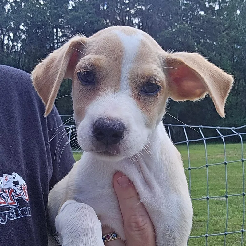 A baby small-sized male Mixed Breed dog named Rattler for adoption in Williston, FL