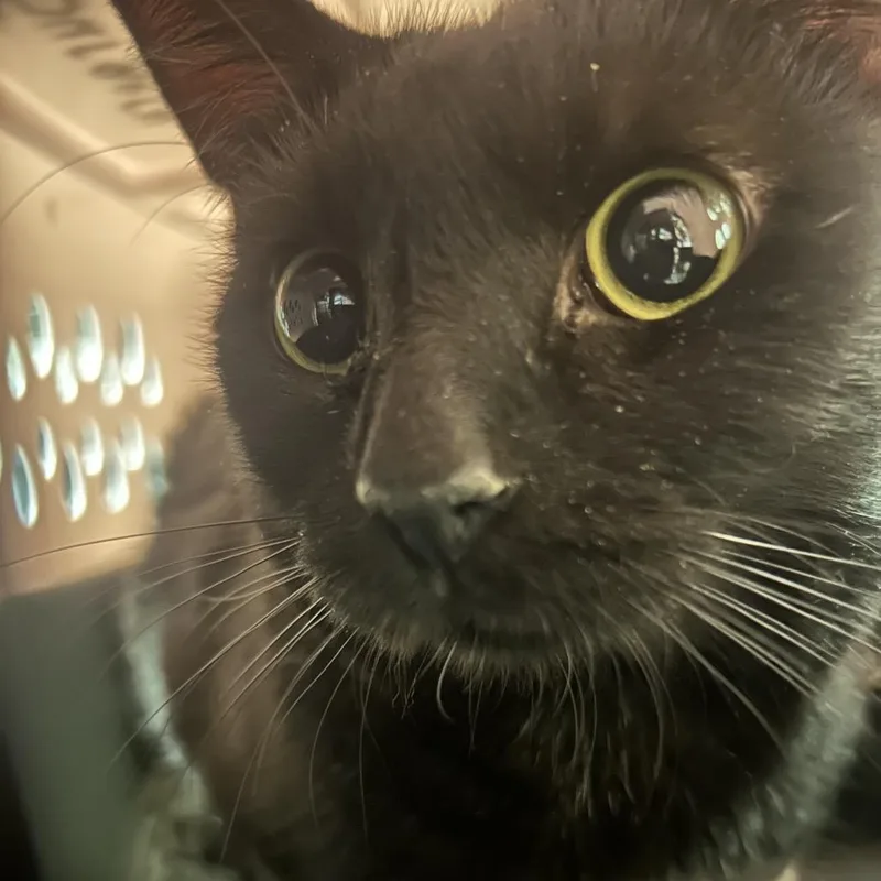 A young medium-sized male Black Domestic Short Hair cat named Baltimore for adoption in Hemet, CA