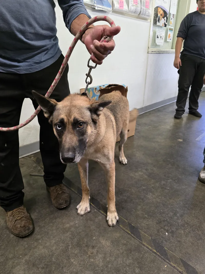 An adult large-sized female German Shepherd Dog dog named Kiara for adoption in Los Angeles, CA