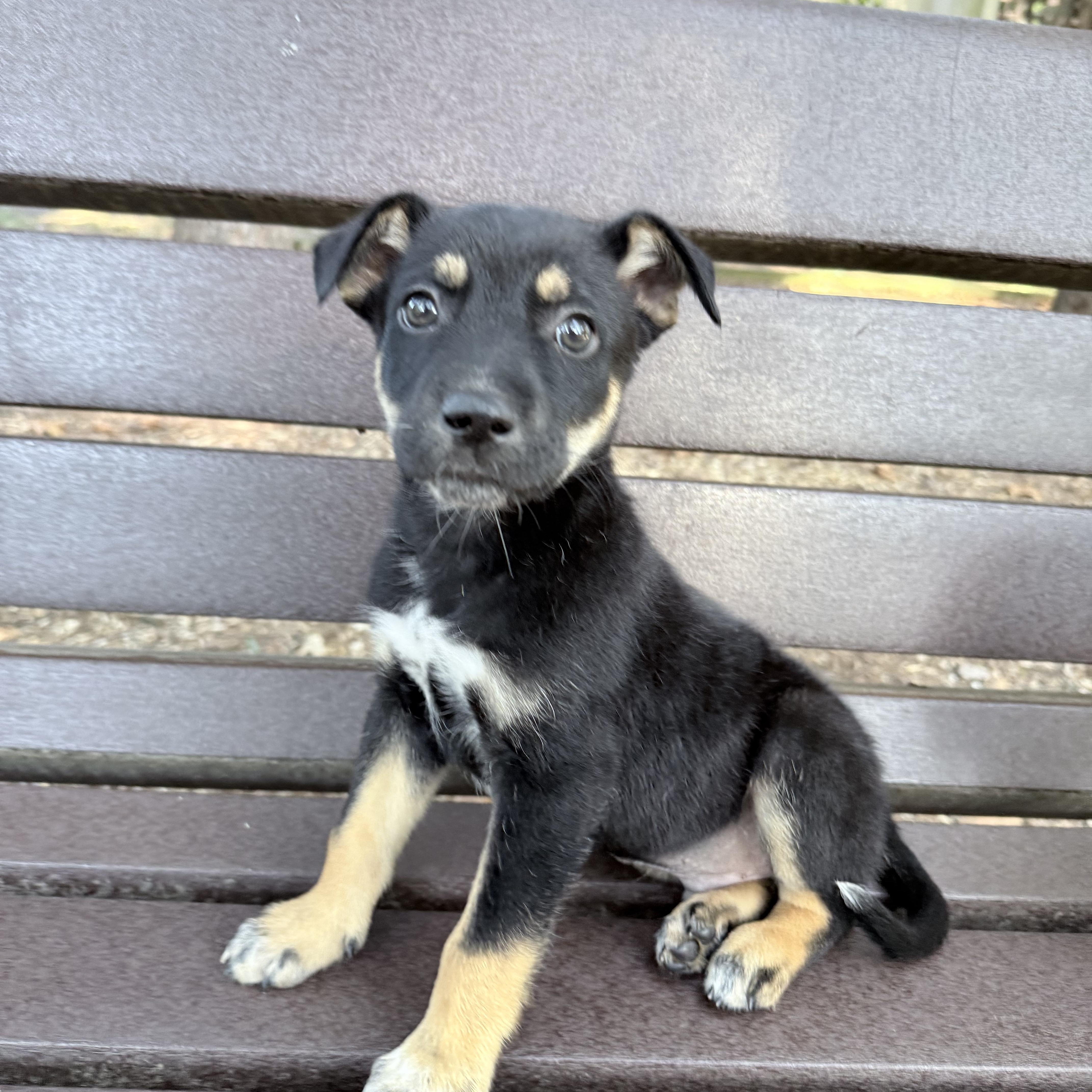 A baby medium-sized male Beagle dog named Joe for adoption in Fairfax, VA