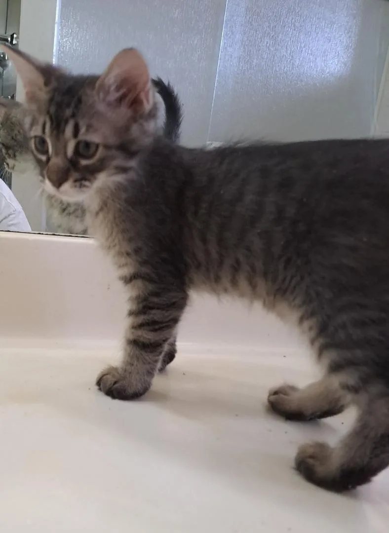 A baby small-sized male Maine Coon cat named Sonny Bonded To Honey for adoption in Phoenix, AZ