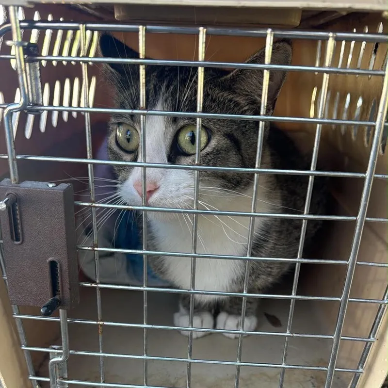 A young medium-sized female Gray / Blue / Silver Domestic Short Hair cat named Spoolie for adoption in Buffalo, MN