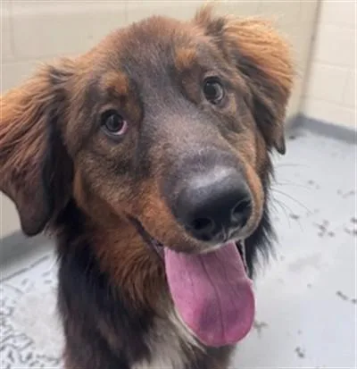 An adult large-sized male Australian Shepherd dog named Moab for adoption in Anchorage, AK