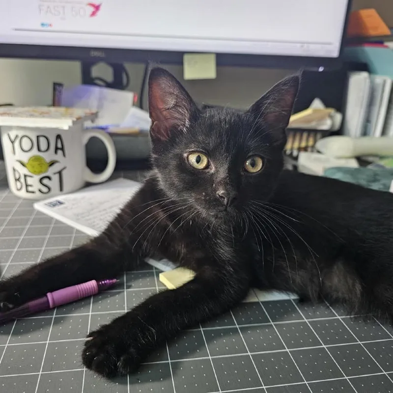 A baby small-sized male Black Domestic Short Hair cat named Salem C for adoption in Princeton, MN
