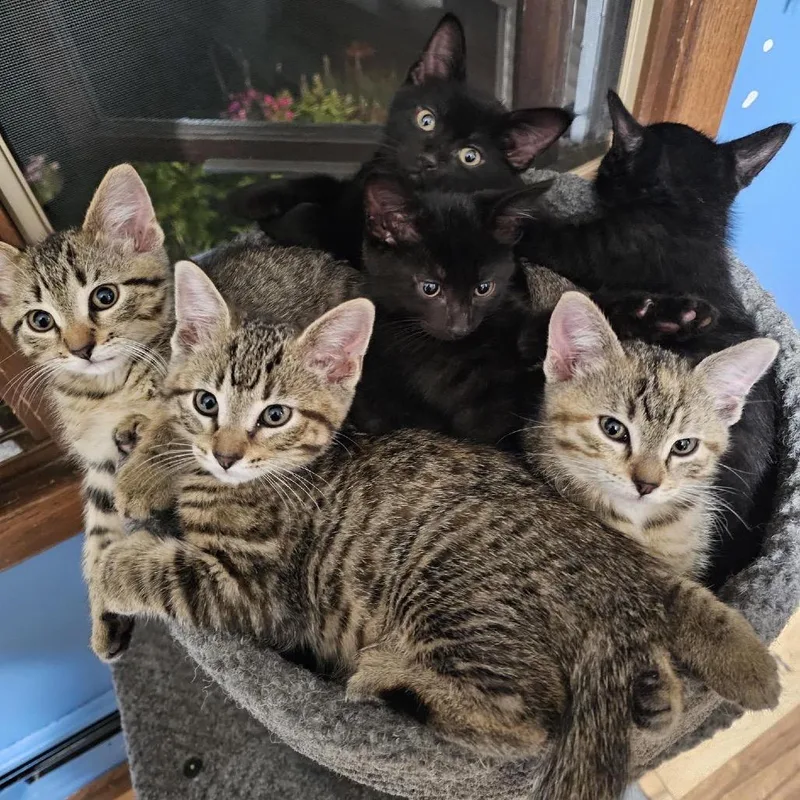 Salem C thumbnail 2