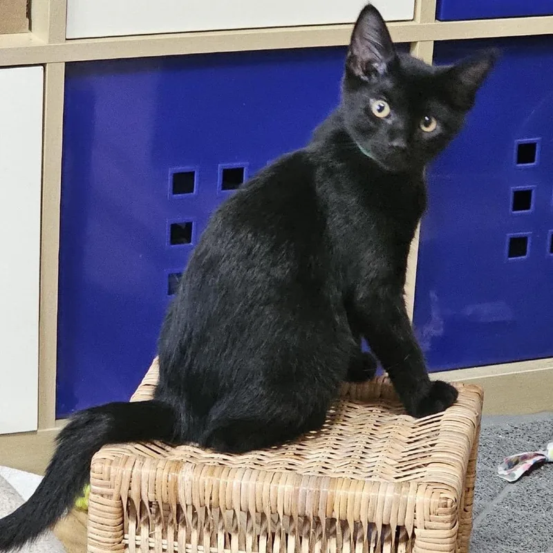 Salem C thumbnail 3