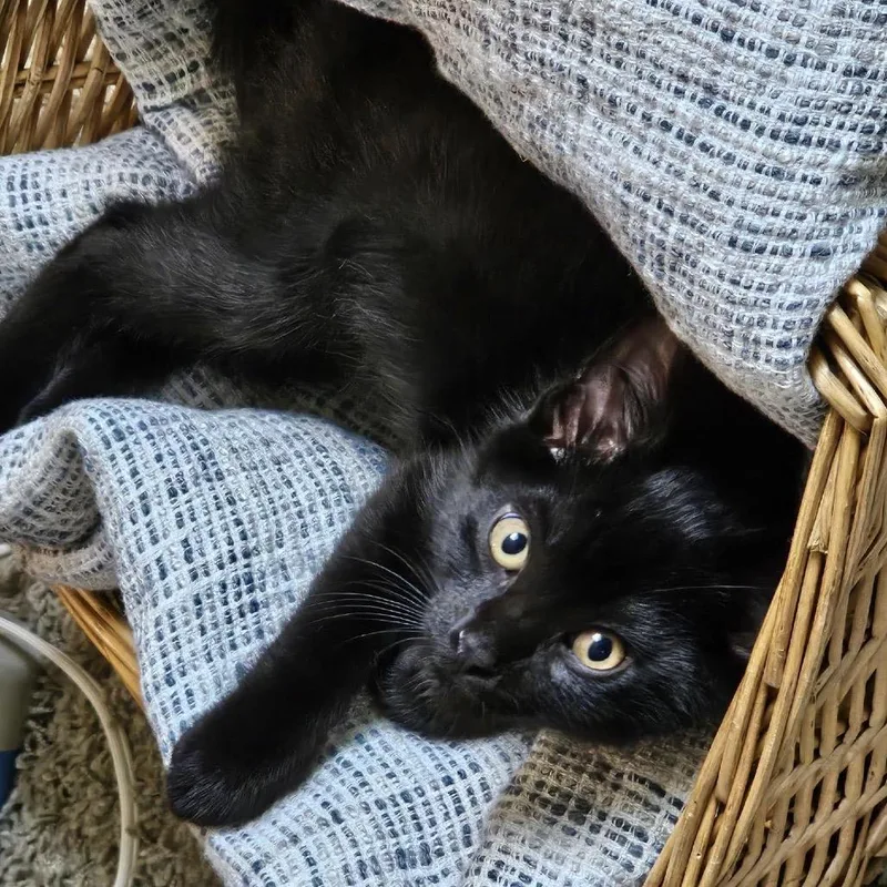 Salem C thumbnail 4