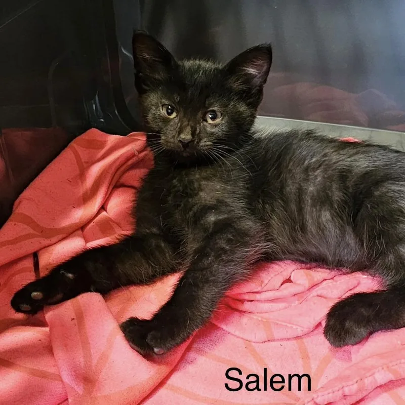 Salem C thumbnail 6