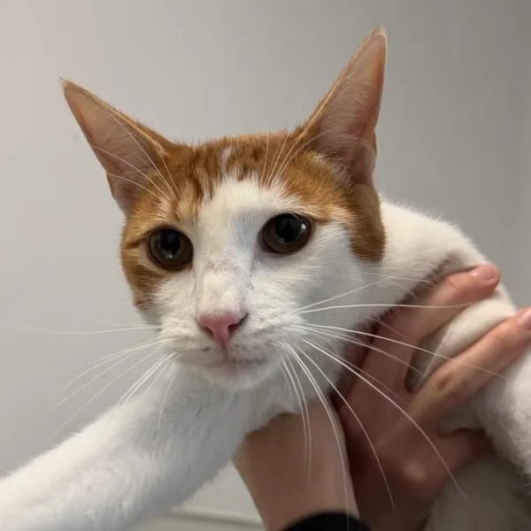 A young medium-sized male Domestic Short Hair cat named Skeeter for adoption in San Diego, CA