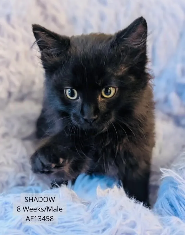 A young medium-sized male Black Domestic Medium Hair cat named Shadow for adoption in Supply, NC