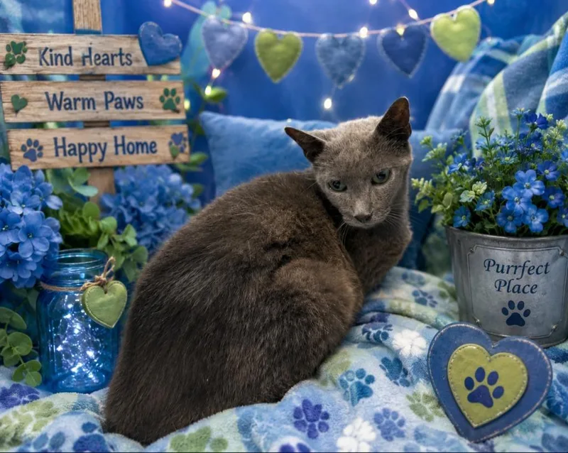A senior large-sized male Domestic Short Hair cat named Timmy for adoption in Washington Court House, OH
