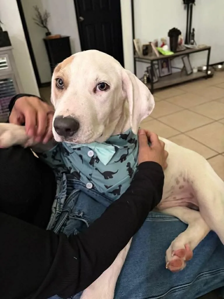 A baby medium-sized male White / Cream Labrador Retriever dog named Dune for adoption in Austin, TX