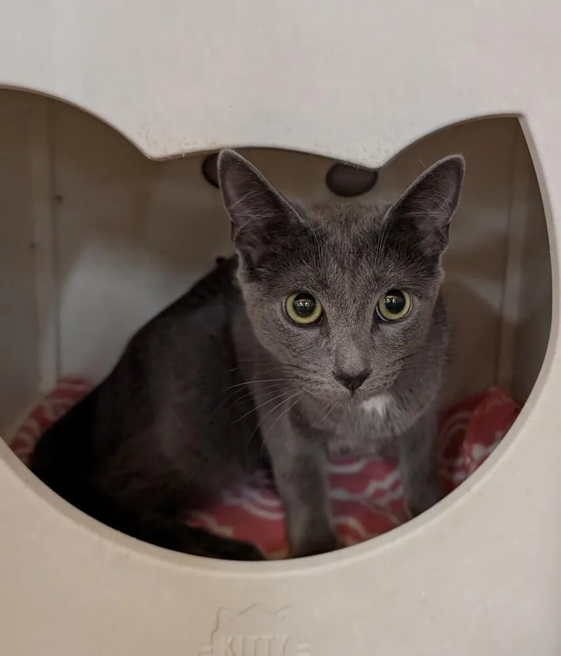 A young medium-sized female Gray & White Domestic Short Hair cat named Skyla for adoption in Tucson, AZ