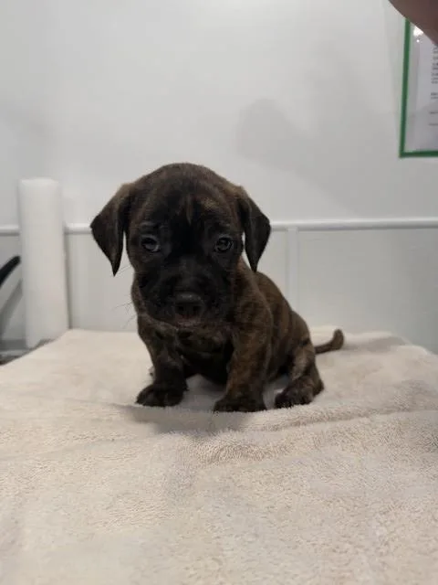 A baby small-sized male Pit Bull Terrier dog named Float for adoption in Redlands, CA
