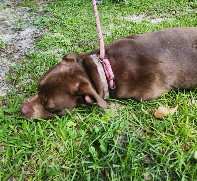 An adult medium-sized female Tricolor (Brown, Black, & White) German Shepherd Dog dog named Reba McEntire for adoption in Slidell, LA