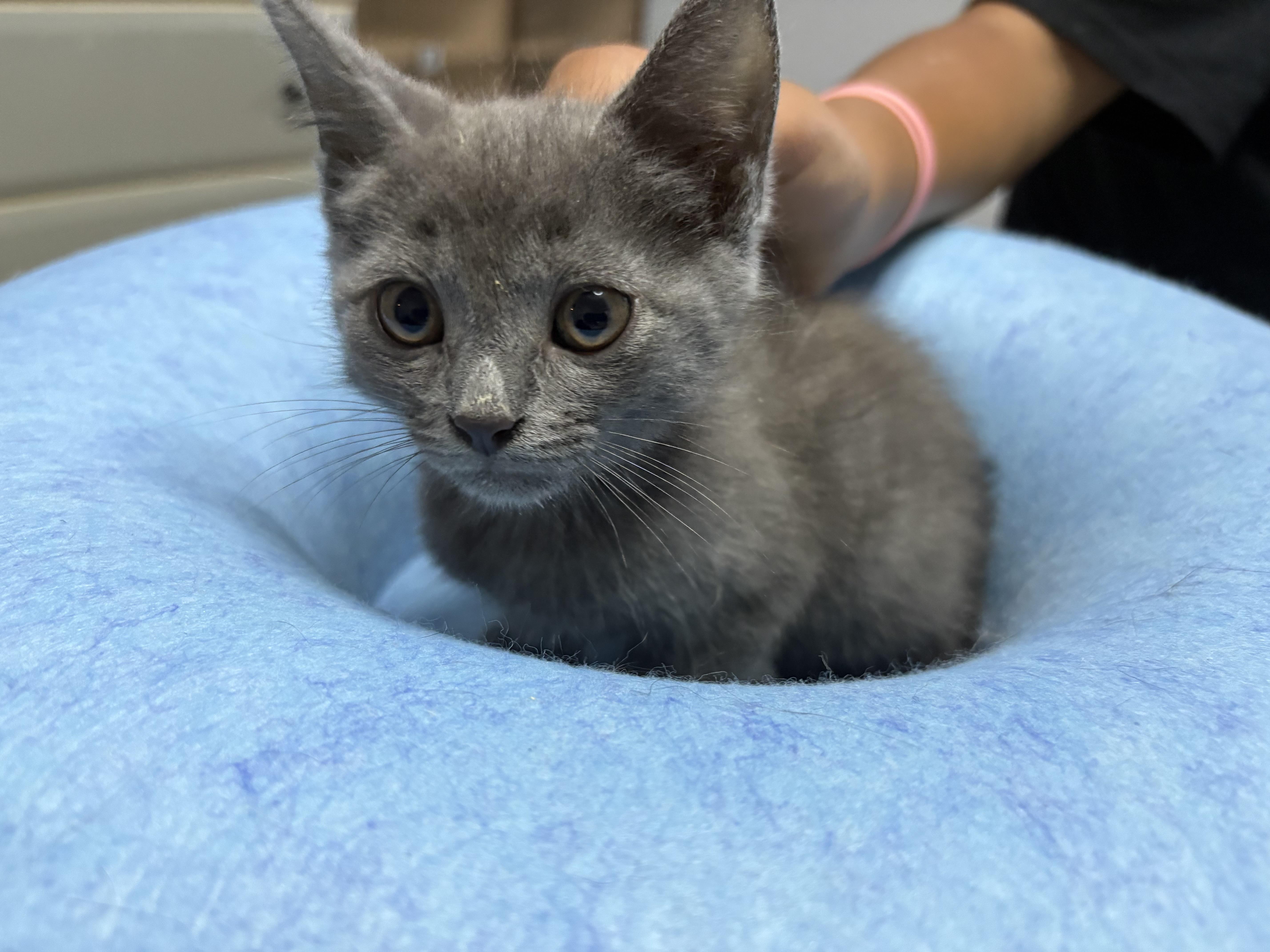 A baby medium-sized male Domestic Short Hair cat named London for adoption in Vineyard Haven, MA
