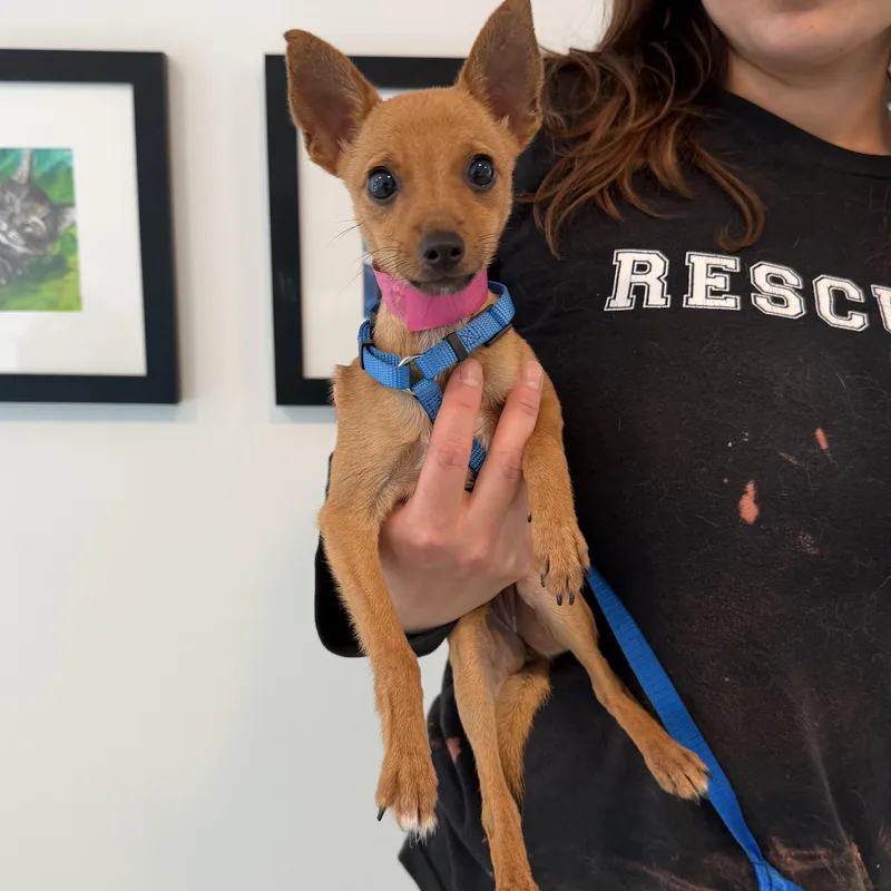 A baby small-sized female Chihuahua dog named Tipsy for adoption in Chicago, IL