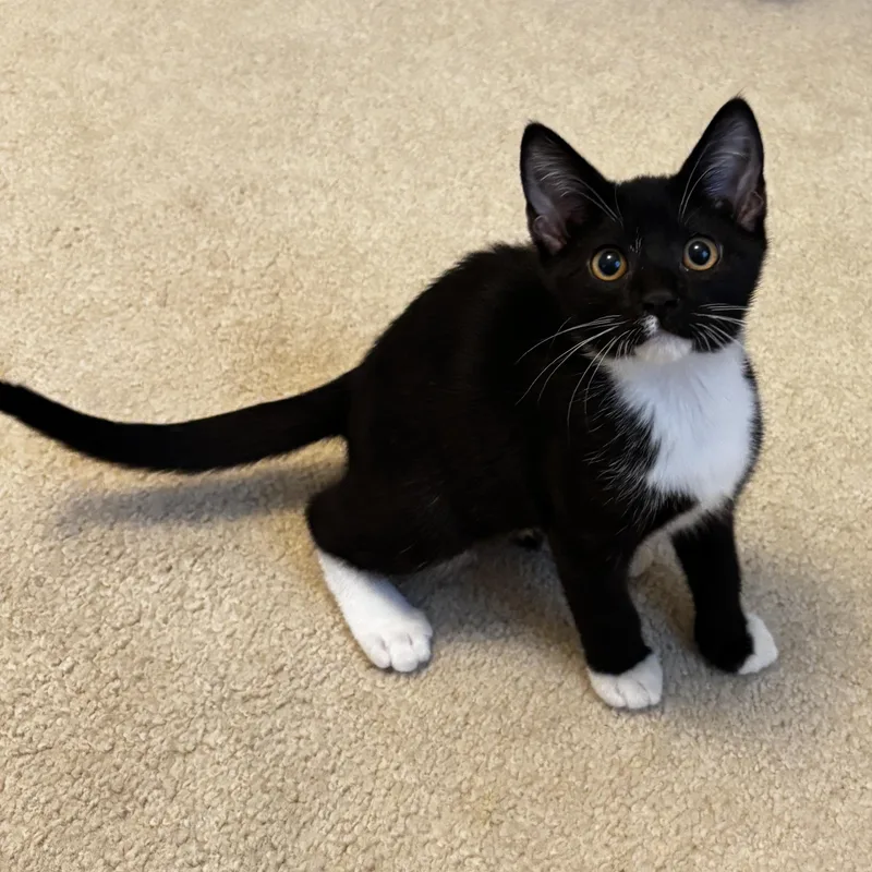 A baby small-sized male Black & White / Tuxedo Domestic Short Hair cat named Tenor for adoption in Richmond, VA