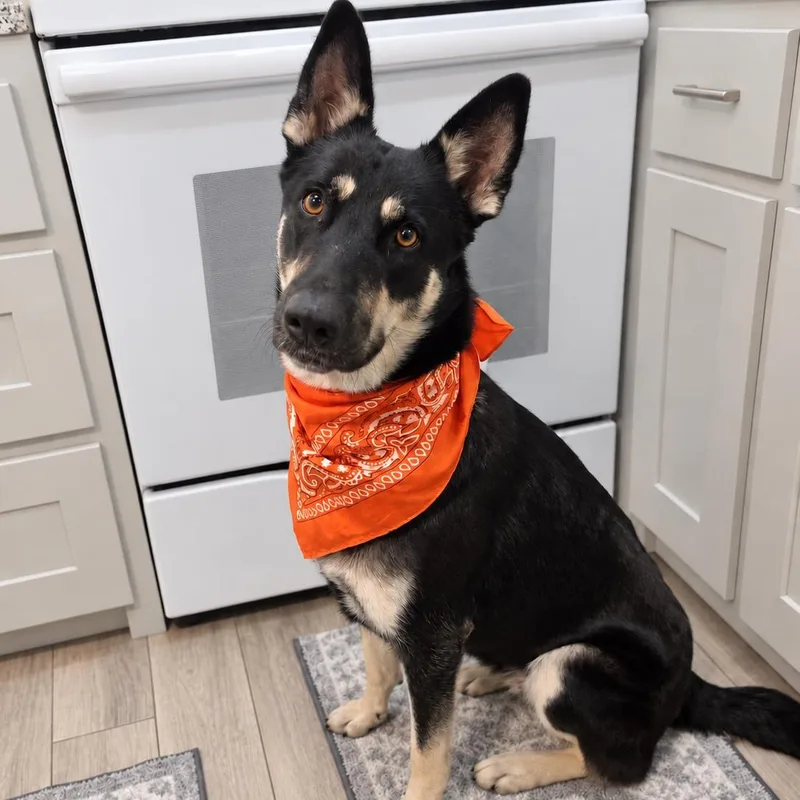 An adult large-sized female German Shepherd Dog dog named Hazel for adoption in Oak Point, TX