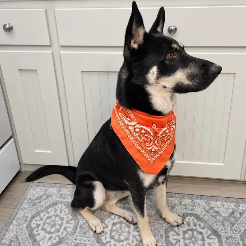 Hazel thumbnail 4