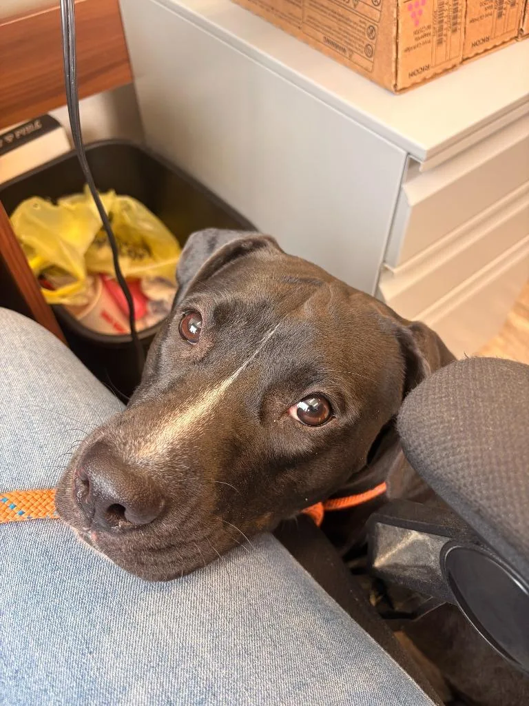 A baby medium-sized female Boxer dog named Ducky for adoption in Rensselaer, IN