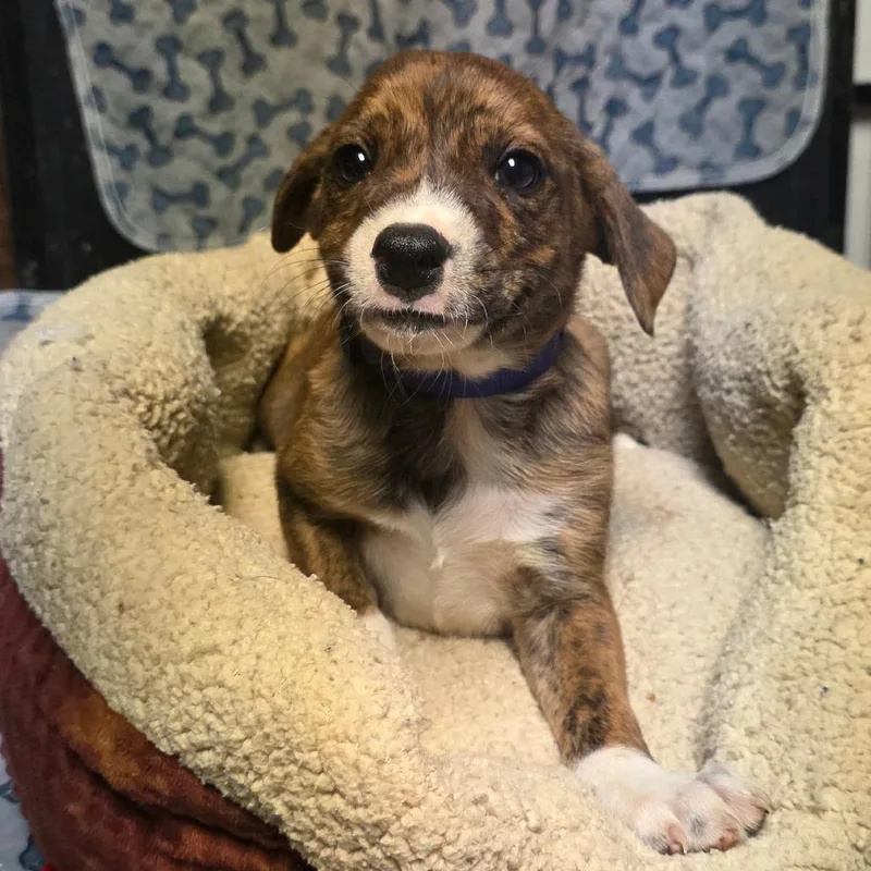 A baby medium-sized female Brindle Mixed Breed dog named Pixel for adoption in Alexandria, VA