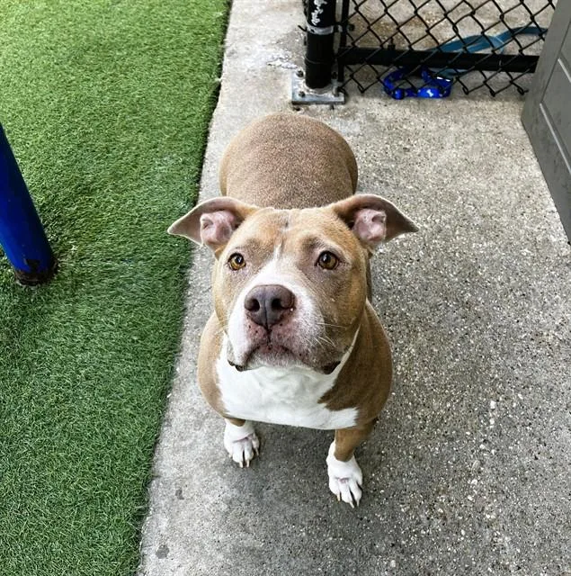 An adult medium-sized female American Bulldog dog named Bella for adoption in Dallas, TX