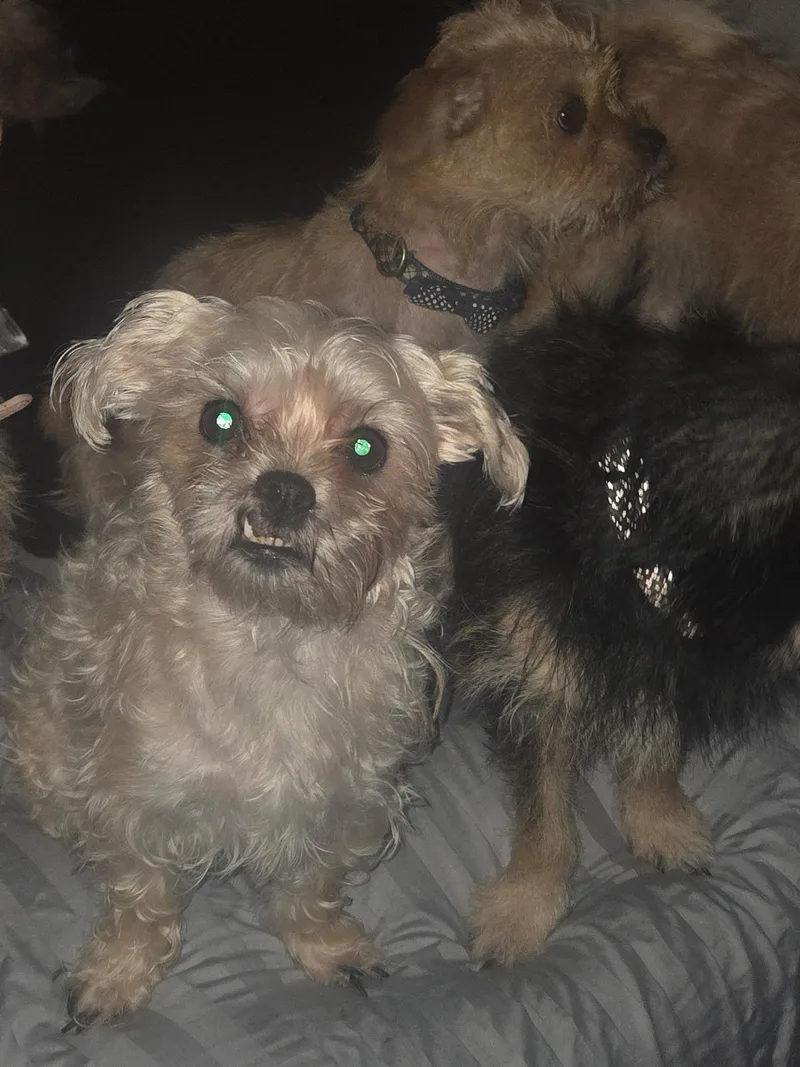 An adult small-sized female Yorkshire Terrier dog named Cookie for adoption in Brockport, NY