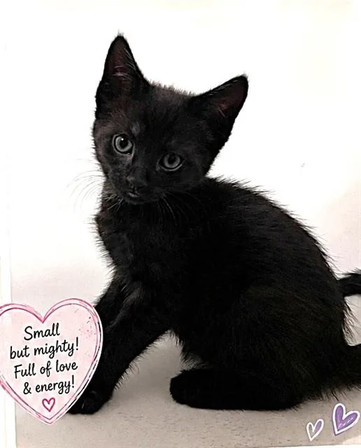 A baby small-sized female Domestic Short Hair cat named Chiffon for adoption in Sacramento, CA