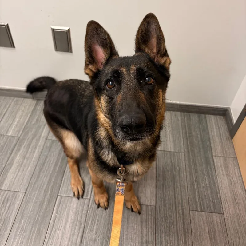 An adult large-sized female Black Mixed Breed dog named Penelope for adoption in Jacksonville, FL