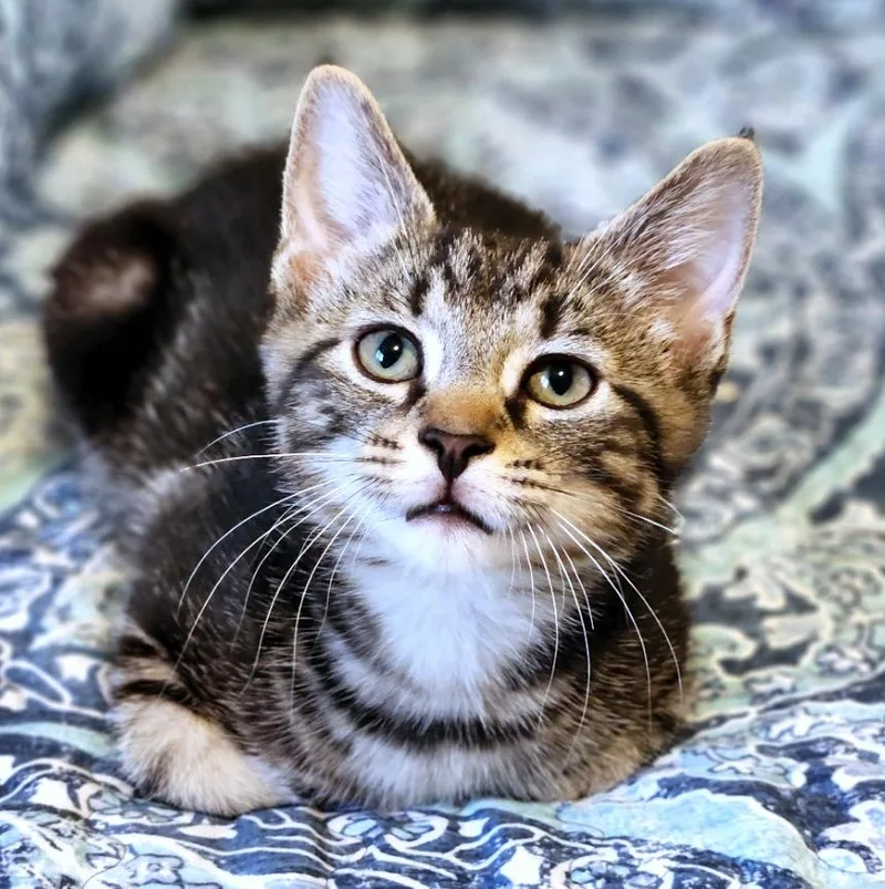 A baby small-sized male Tabby (Brown / Chocolate) Domestic Short Hair cat named Fred Astaire for adoption in Pittsburgh, PA