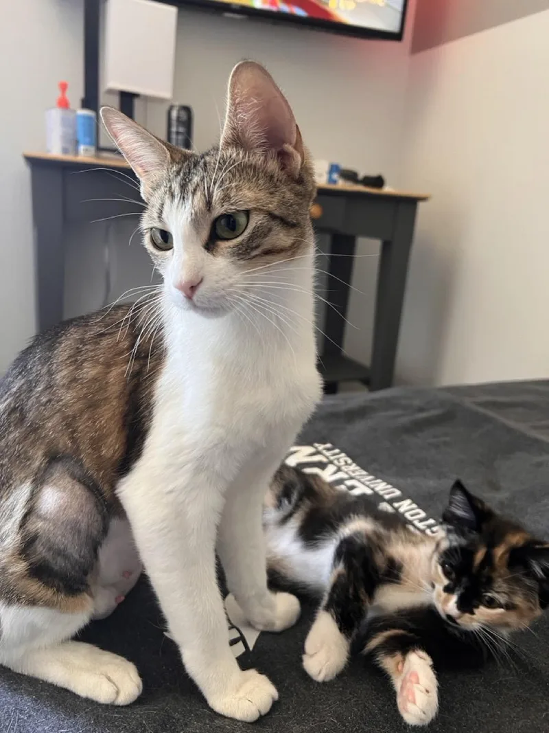 A young medium-sized female Brown / Chocolate Domestic Short Hair cat named Natty for adoption in Las Vegas, NV