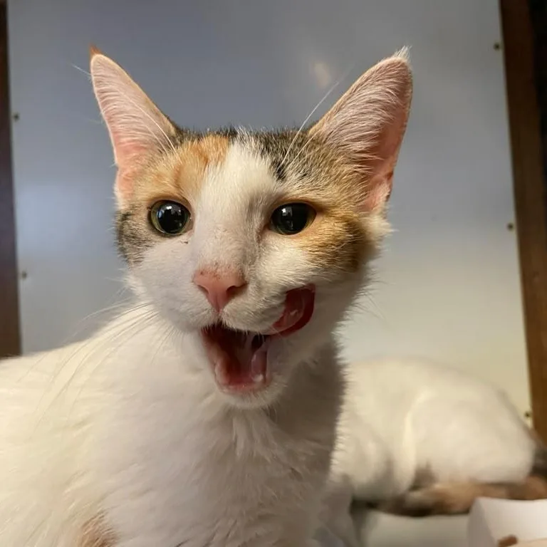 An adult medium-sized female Dilute Calico Domestic Short Hair cat named Liberty & Glory for adoption in Braintree, MA