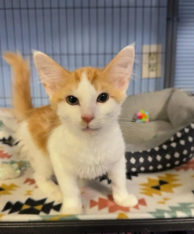 A baby small-sized female Orange & White Domestic Short Hair cat named Pinky for adoption in Woodbridge, VA