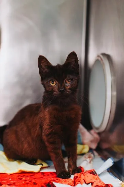 A young small-sized male Domestic Short Hair cat named A Sam for adoption in North Charleston, SC