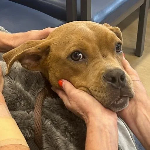 A baby medium-sized male Bicolor Pit Bull Terrier dog named Bruno for adoption in Naperville, IL