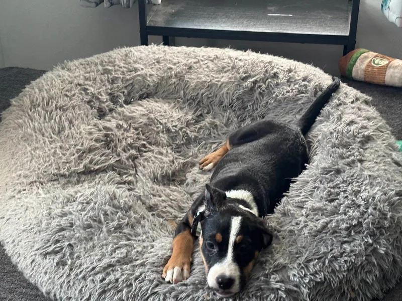 A baby large-sized female Tricolor (Brown, Black, & White) Greater Swiss Mountain Dog dog named Nicole for adoption in Clinton, WI