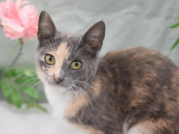 A young medium-sized female Domestic Short Hair cat named Nimi for adoption in Portland, OR