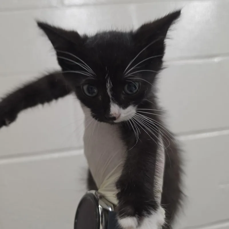 A baby small-sized male White Domestic Medium Hair cat named Sebastian for adoption in Jacksonville, FL