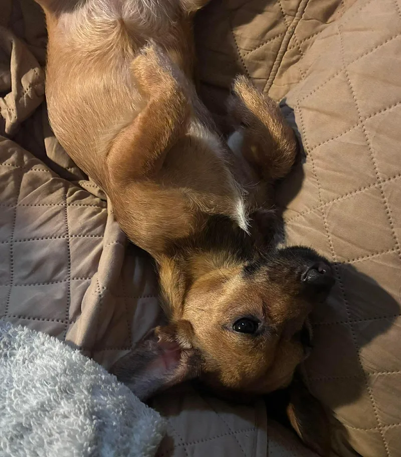 A baby small-sized female Brown / Chocolate Dachshund dog named Penny for adoption in Houston, TX