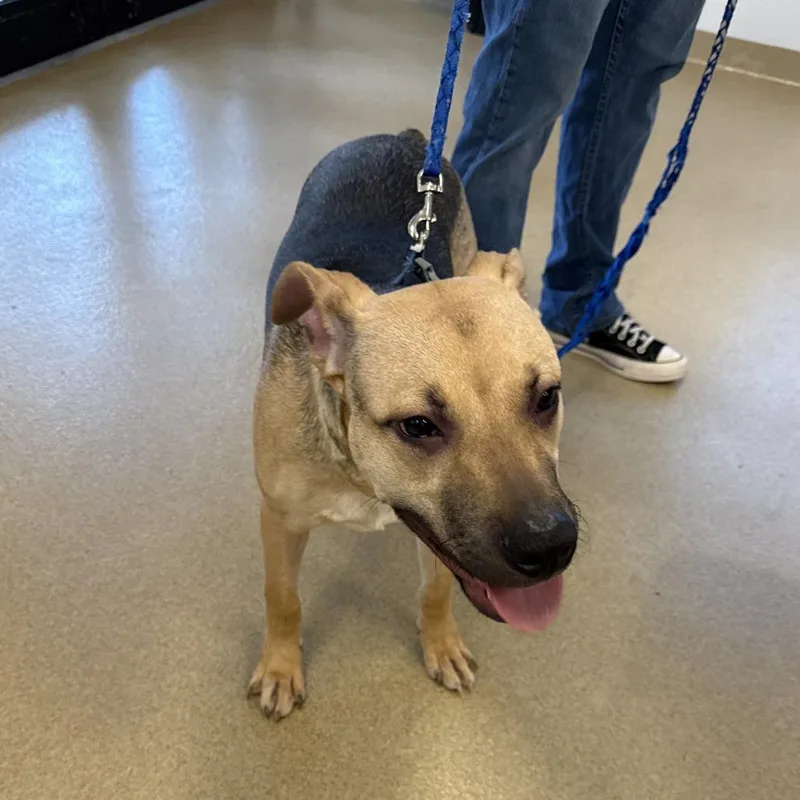 A young small-sized male Brindle Mixed Breed dog named Heath for adoption in West Palm Beach, FL