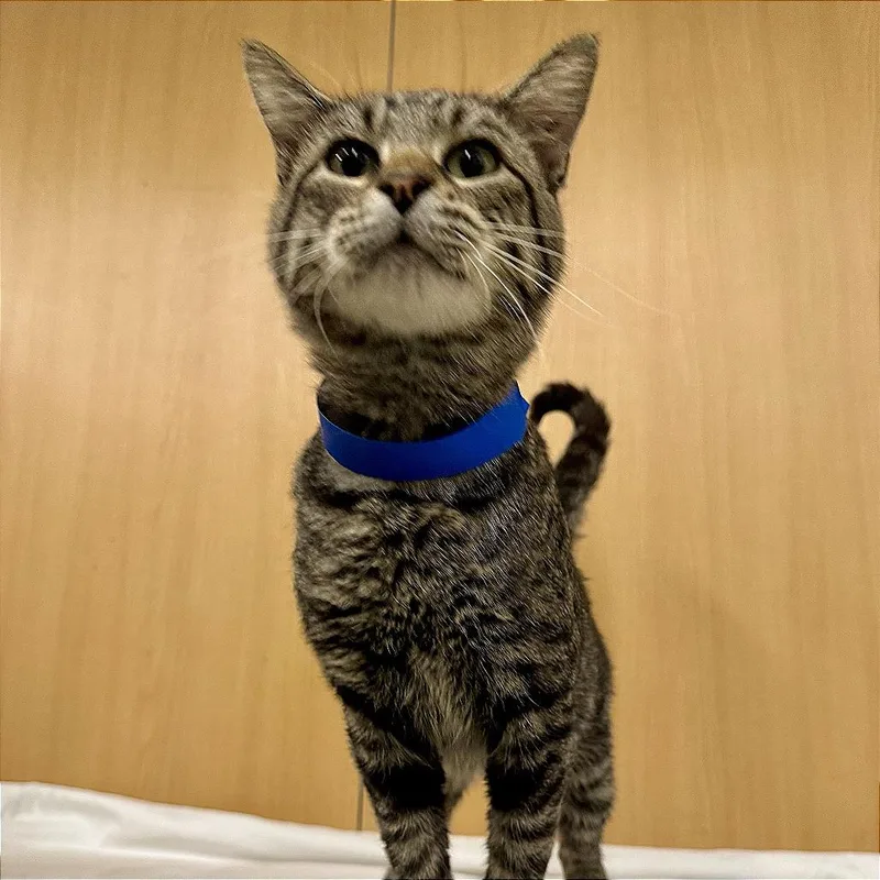 A young medium-sized male Domestic Medium Hair cat named Max for adoption in Saint Louis, MO
