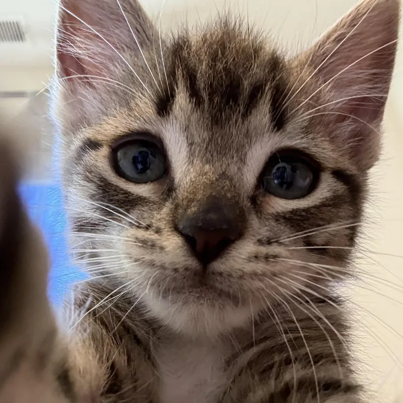 A baby small-sized male Brown / Chocolate Domestic Short Hair cat named Grover for adoption in Pleasanton, CA