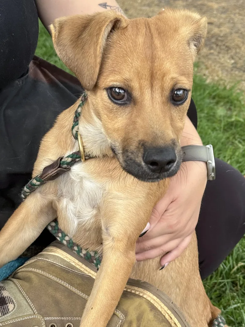 A baby medium-sized female Golden Australian Cattle Dog / Blue Heeler dog named Judy for adoption in Anderson, IN